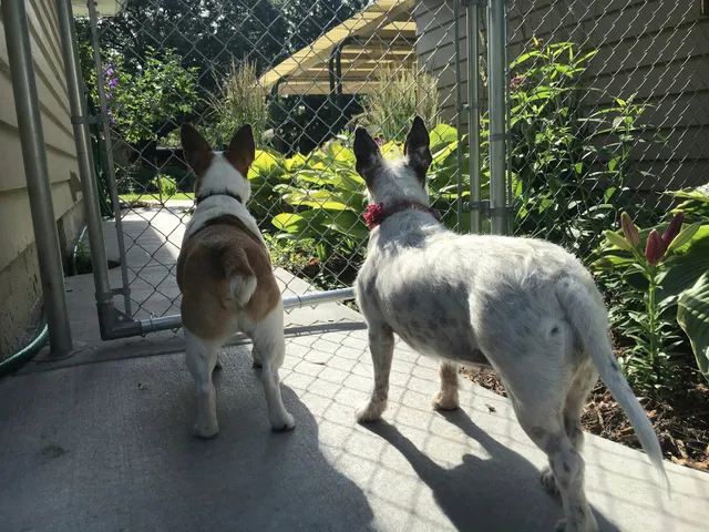 Bloomington Animal Control