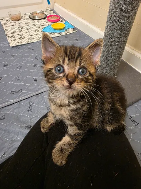 Pet Alliance of Greater Orlando Downtown Cat Shelter