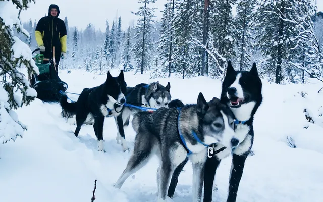 Husky Farm Husky Camp