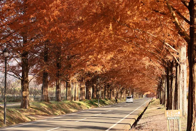 メタセコイア並木