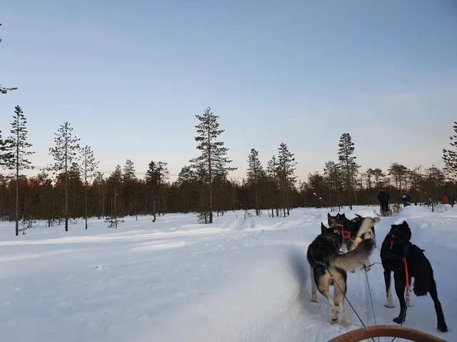 Lapland Husky Safaris