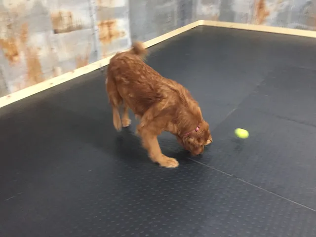 Grey Face Rescue & Retirement