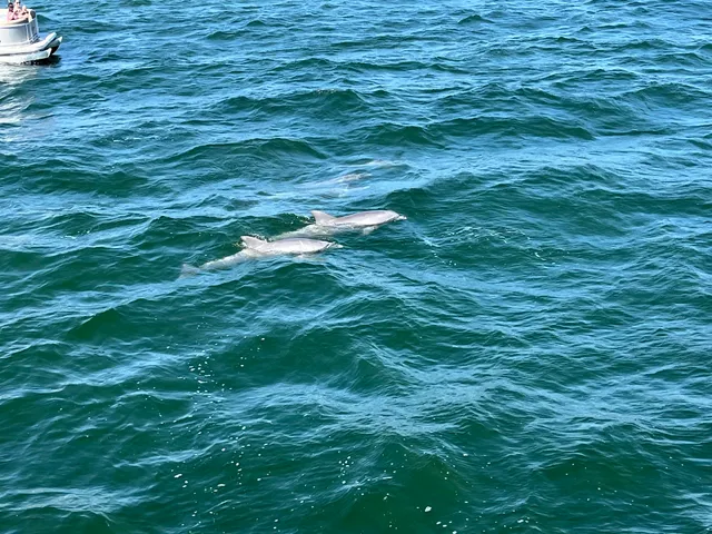 Shell Island Dolphin Tours