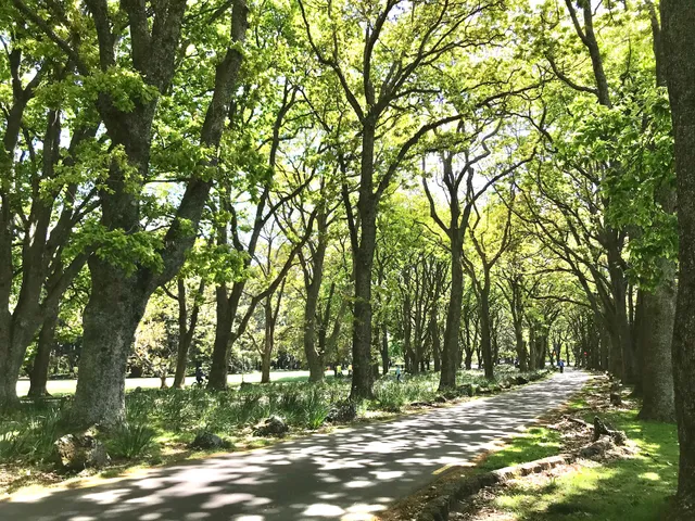 Cornwall Park Wooden/coal BBQ Area