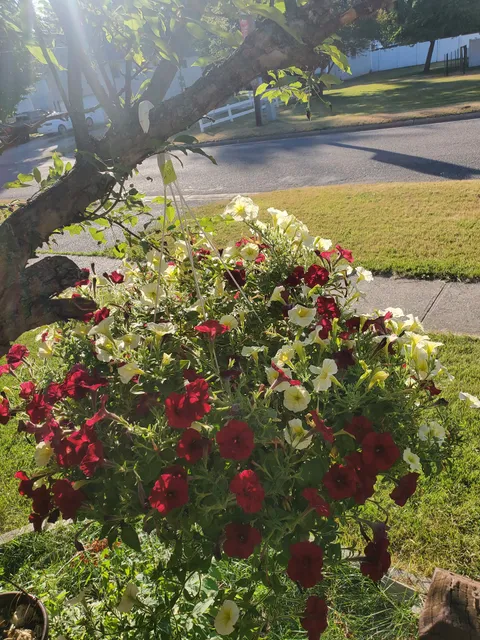 Brad's Strawberry Farm