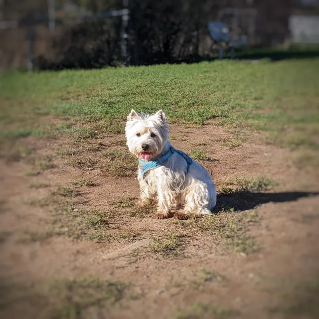 Mainland Common Off-Leash Park