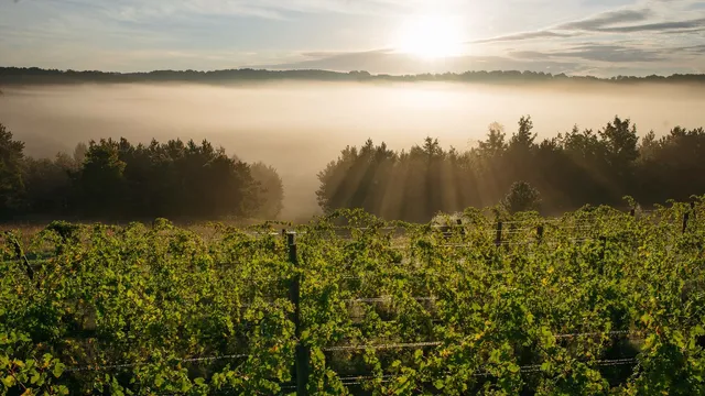 45 North Vineyard & Winery