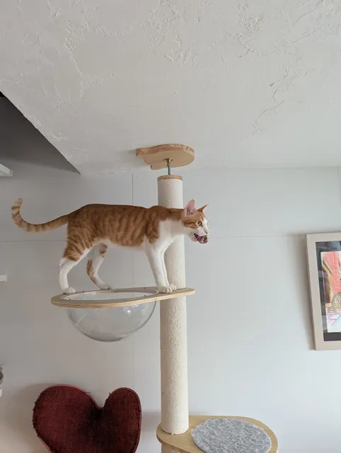 Maneki Machiya Cat Cafe