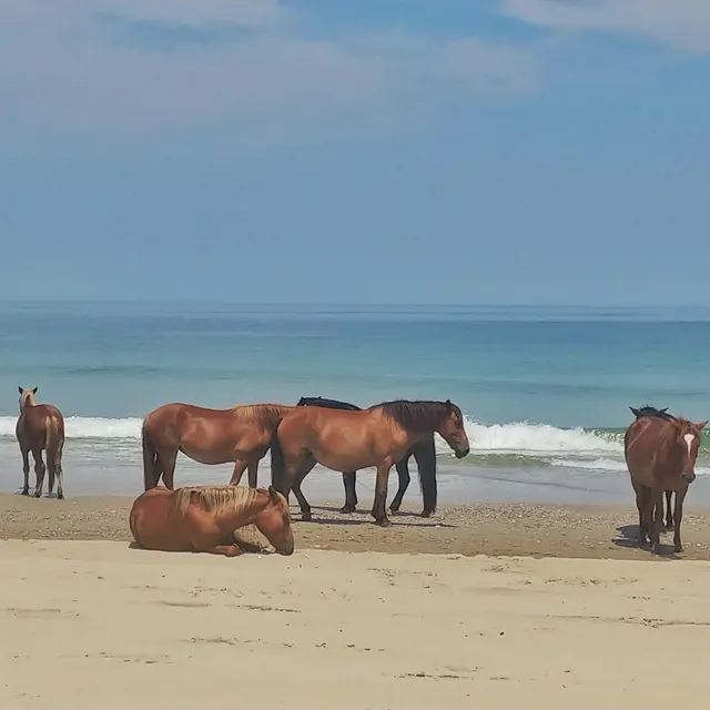 Back Beach Wild Horse Tours