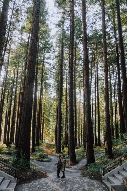 Redwood Grove Amphitheatre