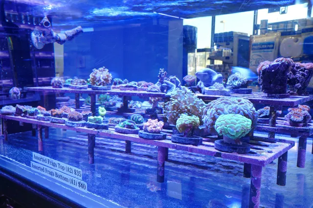 Artistic Aquariums, Inc