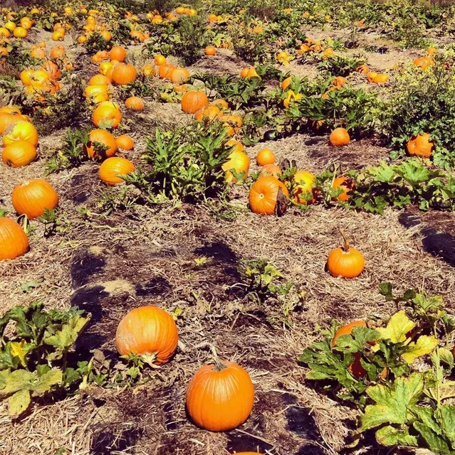 Scott's Yankee Farmer