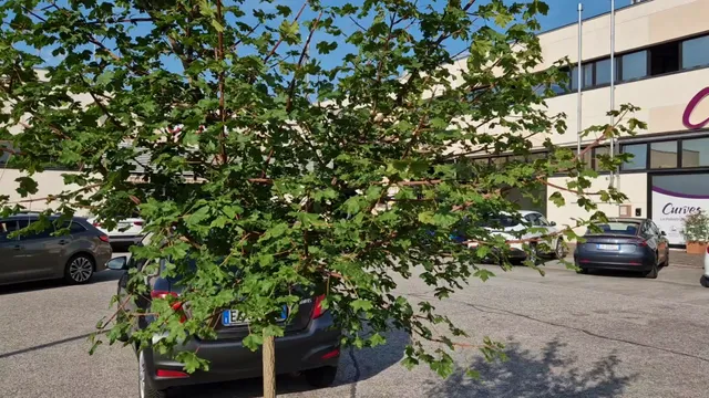 C.D.E. di Fanti Giovanni Mantova