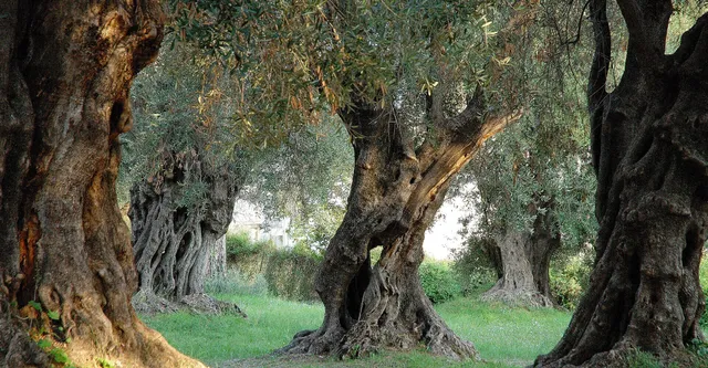 Thalassa Méditerranée ( BOUTIQUE EN LIGNE UNIQUEMENT)