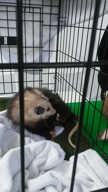 San Diego Humane Society's Project Wildlife