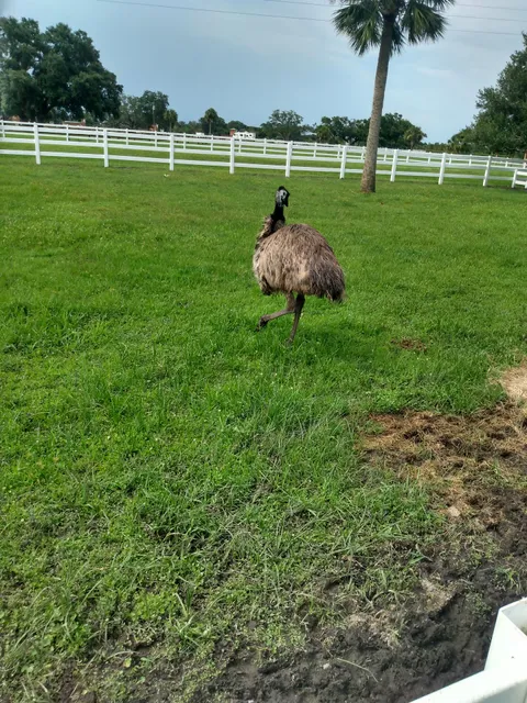 River Ranch Petting Farm