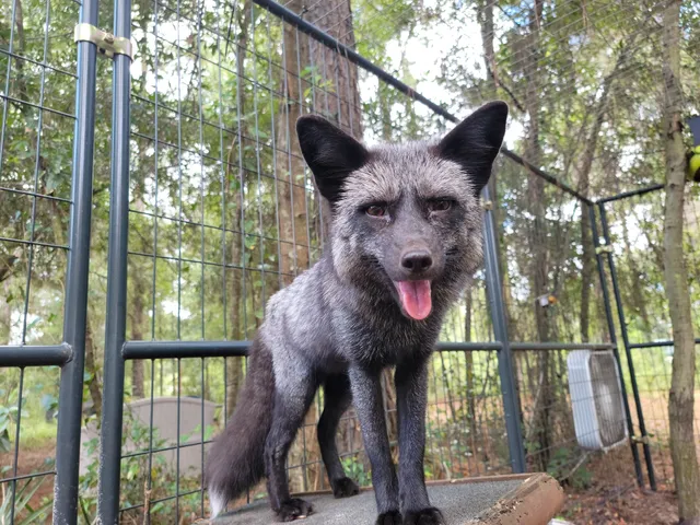 Fox Friends Sanctuary INC