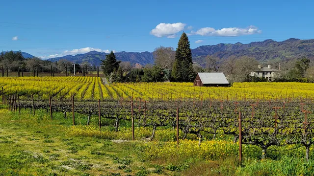 Trinchero Napa Valley