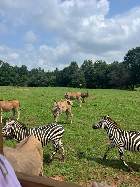 Circle M Safari Park