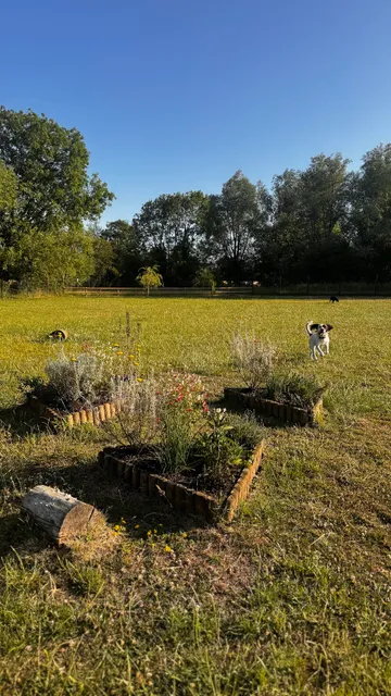 Marvellous Hounds Dog Park