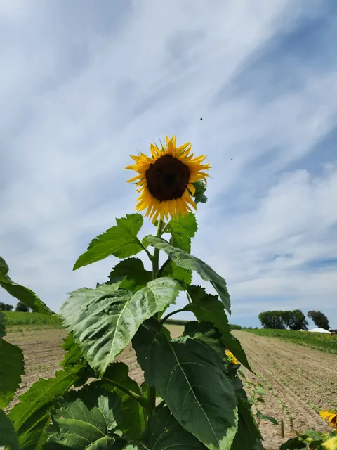Pingle's Farm Market