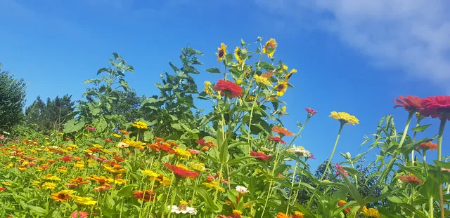 Yangyang Freesia Pension