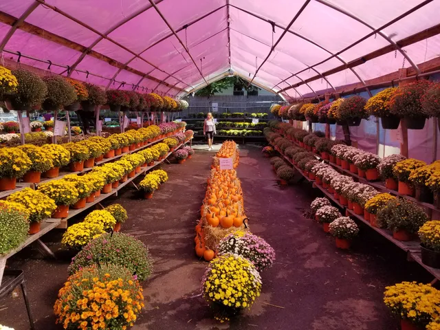 A & P Grape Distributors Inc.