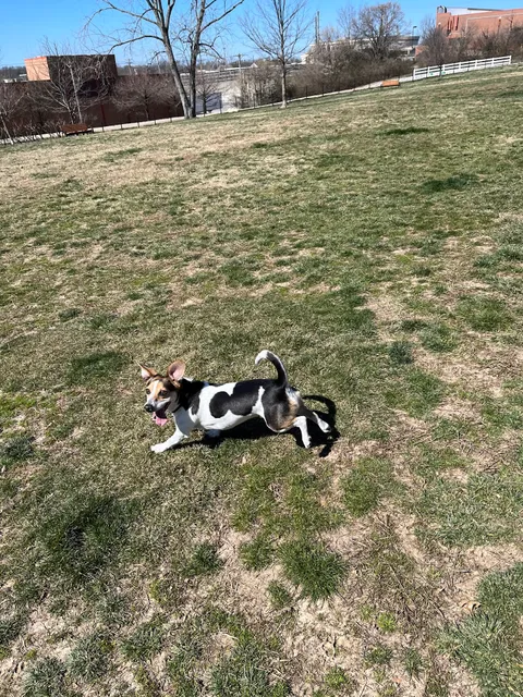 Eberwein Dog Park (Membership Required)