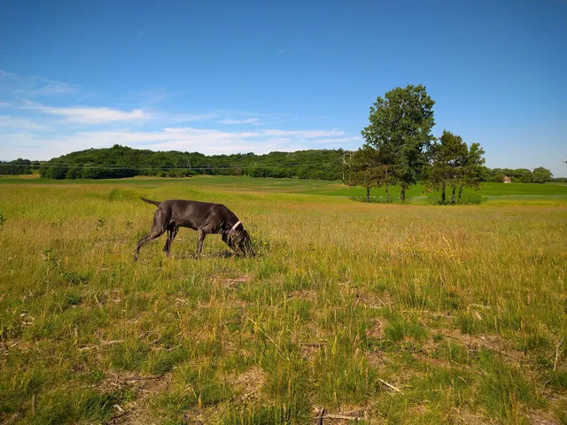 River Falls Dog Park