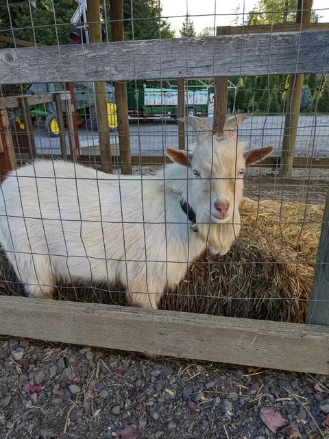 Reindeer Ridge Tree Farm