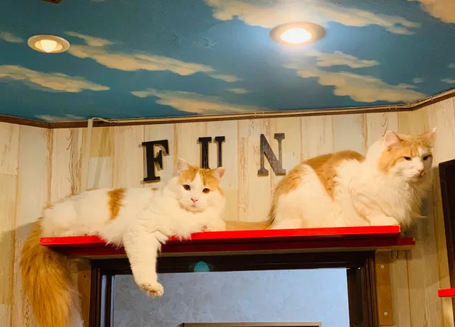 Japan cat service FUN FUN