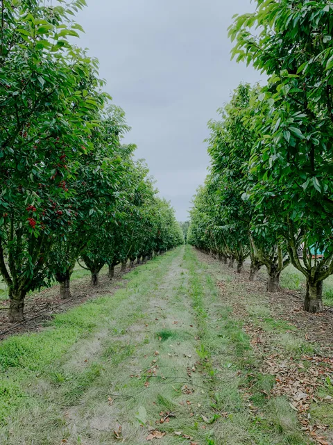Hildebrandt Cherry Orchards