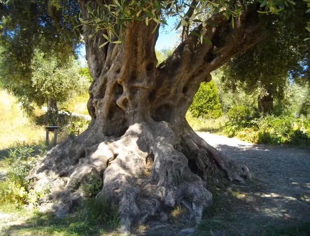 Olivier Millénaire du Parc Estienne D'orves