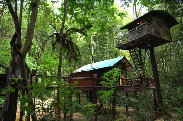 Khao Sok Tree House Resort