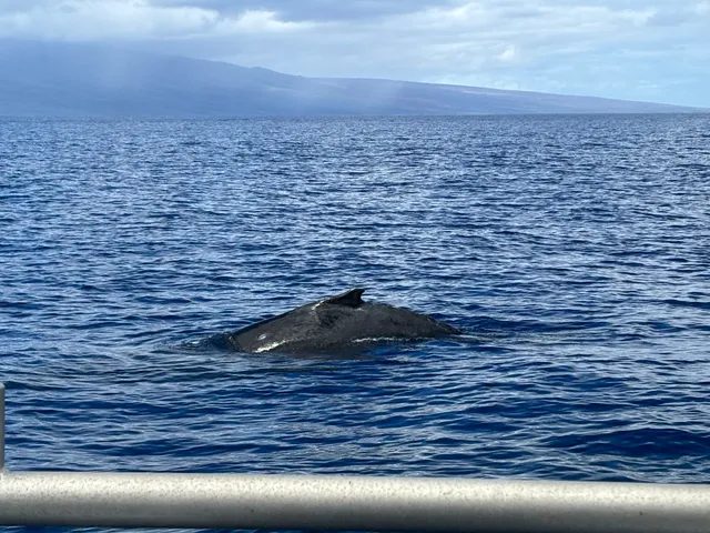 The Magic Merman Snorkel Charters