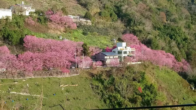 拉拉山櫻木花道/二馬山莊