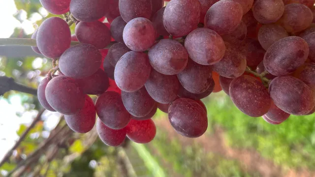 Agrigioia Azienda Agricola