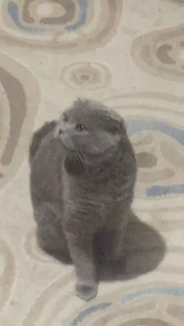 Ataşehir İnönü Pazartesi Pazarı