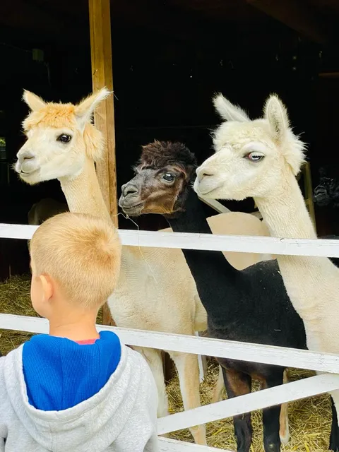 Sonnenscheinhof Alpakas