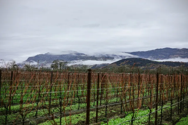 Materra | Cunat Family Vineyards