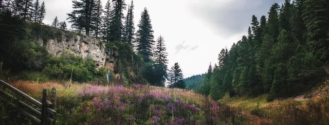 Lincoln National Forest