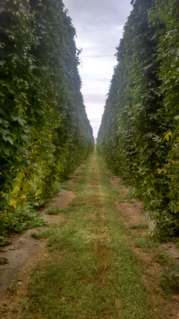 Golden Gate Hop Ranches Inc