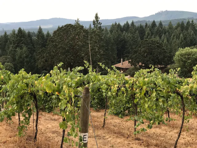 Lurking Turkey Vineyards