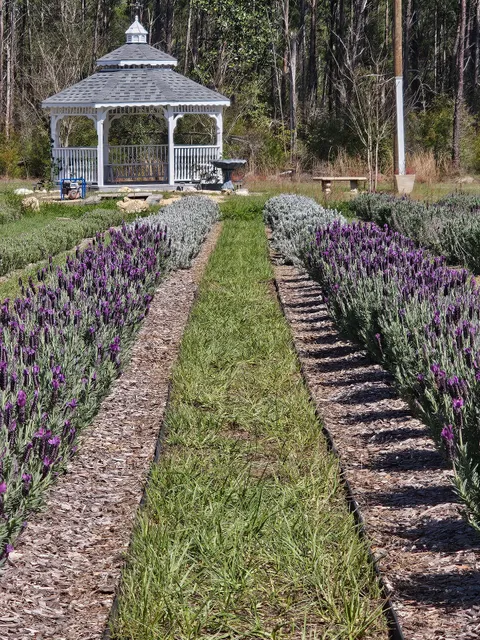 Southern Grace Lavender Farm