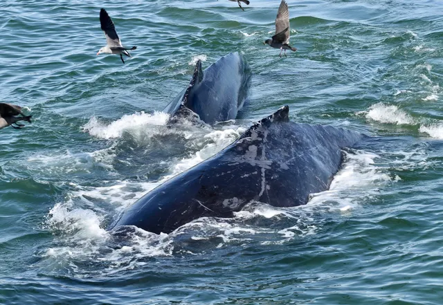Santa Cruz Whale Watching