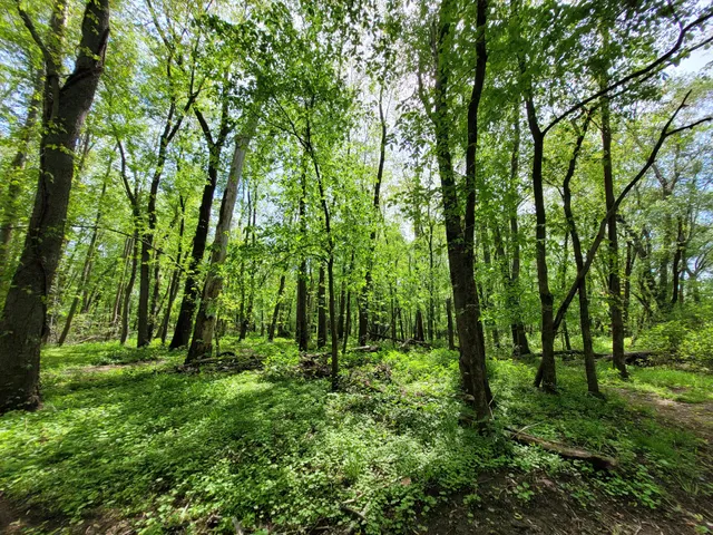 Two Sisters Wetland Preserve Property