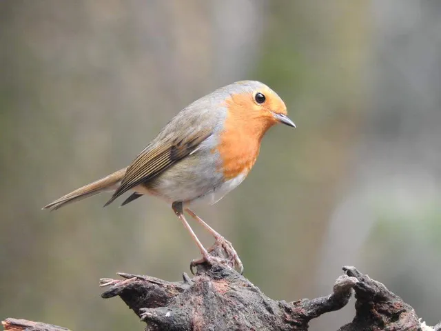 Vakantiehuisje Natuurpark Hoefbos