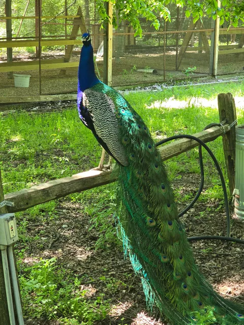 Rogers Wildlife Rehabilitation