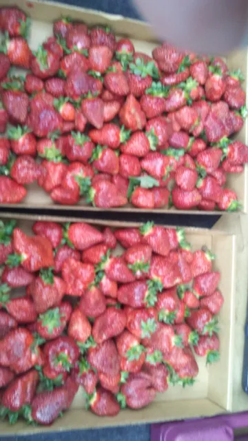 D L Tuttle Berry & Vegetable