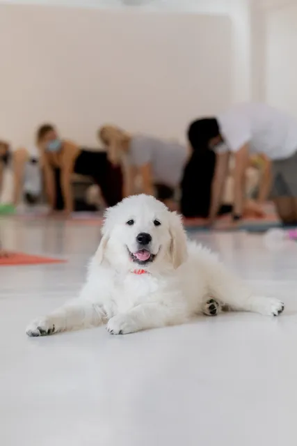 Pets Yoga®